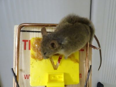 rodent trapping